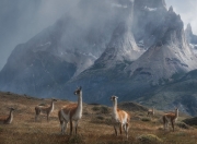 雷火电竞网址-引擎轰鸣中的终点线，当森林狼在快船赛道完成史诗级弯道超车