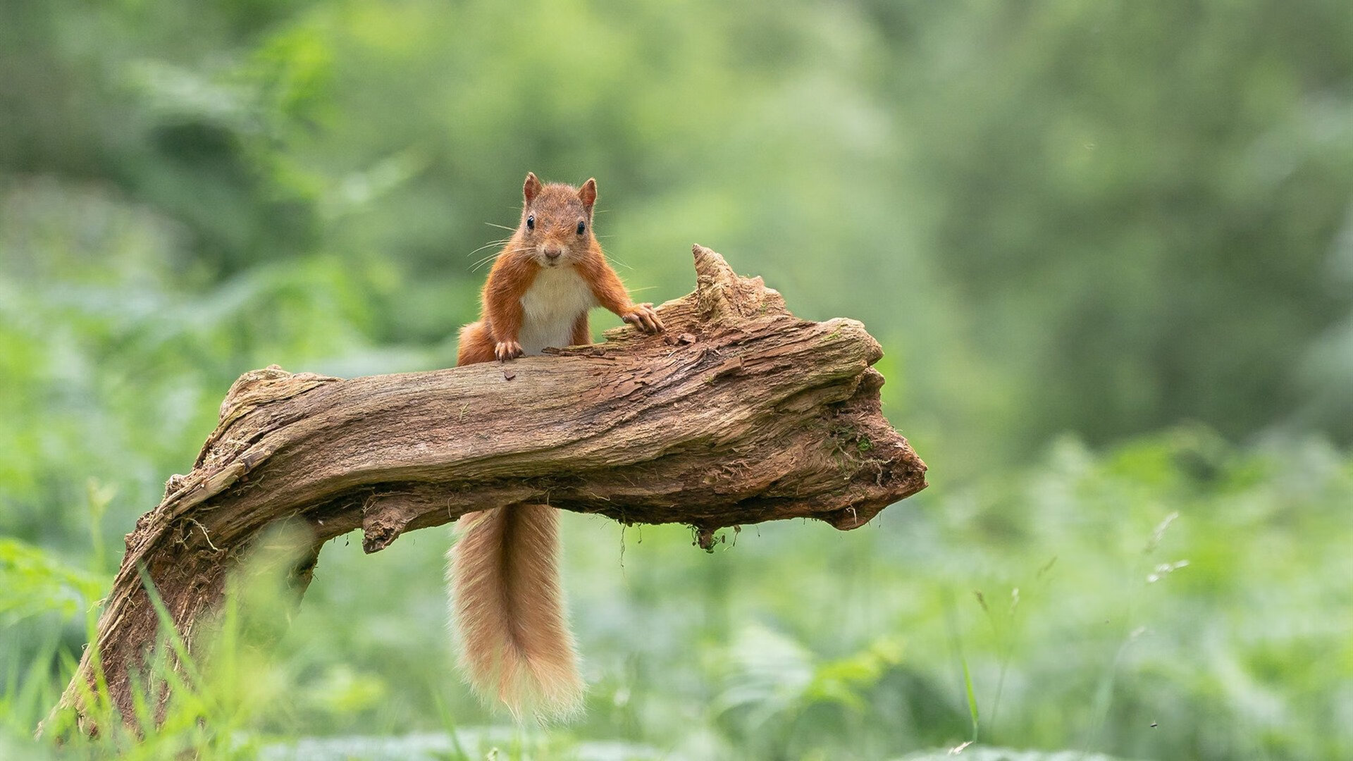 独自敲响雷霆的丧钟，小贾伦·杰克逊如何将可能性砌成必胜的墙